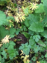 Eranthis
