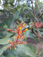 Palicourea thyrsiflora