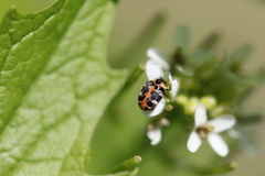 Anthrenus scrophulariae