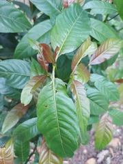 Palicourea thyrsiflora