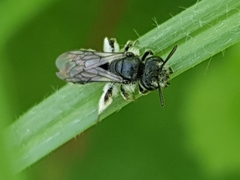 Andrena