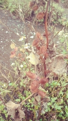 Xanthium strumarium