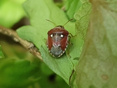 Stagonomus bipunctatus pusillus