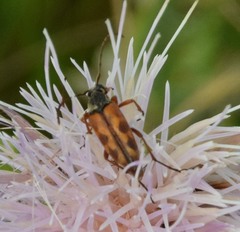 Typocerus octonotatus