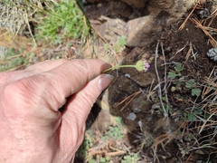 Armeria maritima elongata