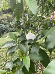 Tabernaemontana divaricata