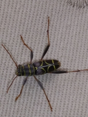 Neoclytus scutellaris
