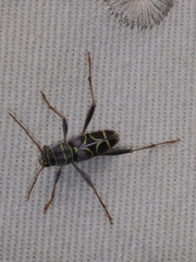 Neoclytus scutellaris