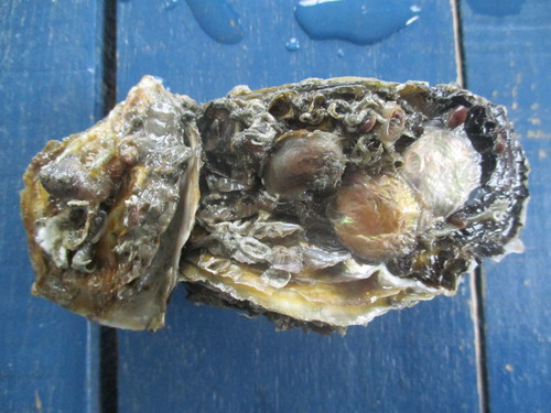 Magallana angulata