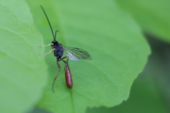 Limneriini