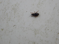 Barypeithes pellucidus