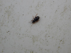 Barypeithes pellucidus