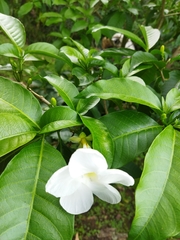 Tabernaemontana divaricata