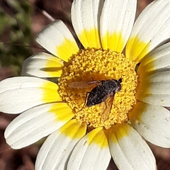 Conophorus fuliginosus