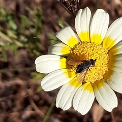 Conophorus fuliginosus