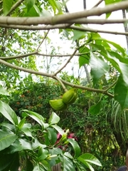 Tabernaemontana divaricata