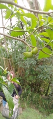 Tabernaemontana divaricata