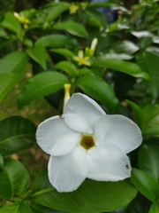Tabernaemontana divaricata