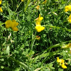 Lotus corniculatus