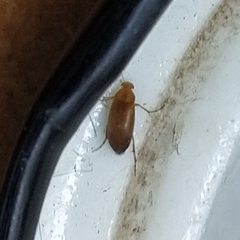 Anaspis maculata