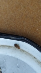 Anaspis maculata