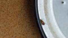 Anaspis maculata