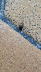 Anaspis maculata