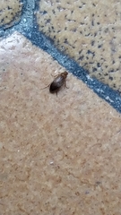 Anaspis maculata