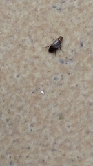 Anaspis maculata