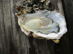 Magallana angulata