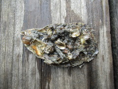 Magallana angulata