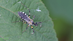 Sphedanolestes impressicollis