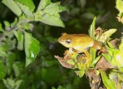 Hyperolius kivuensis