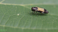 Agrilus euonymi