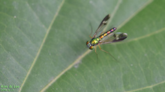 Condylostylus nebulosus