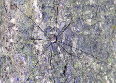 Holcobunus nigripalpis