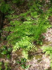 Osmunda spectabilis