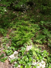 Osmunda spectabilis