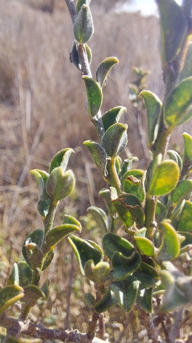 Image of Podalyria microphylla by (c) Jacques van der Merwe, some rights reserved (CC BY-SA)