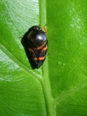Okiscarta uchidae
