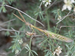 Empusa pennata
