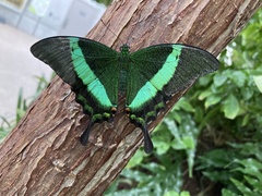 Papilio palinurus