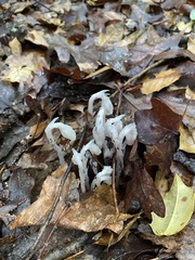 Monotropa