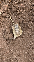 Breviceps carruthersi