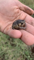 Breviceps carruthersi