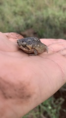 Breviceps carruthersi