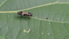 Agrilus euonymi