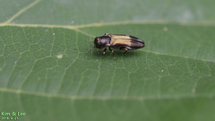 Agrilus euonymi