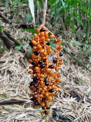 Chamaedorea pinnatifrons