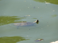 Mauremys reevesii